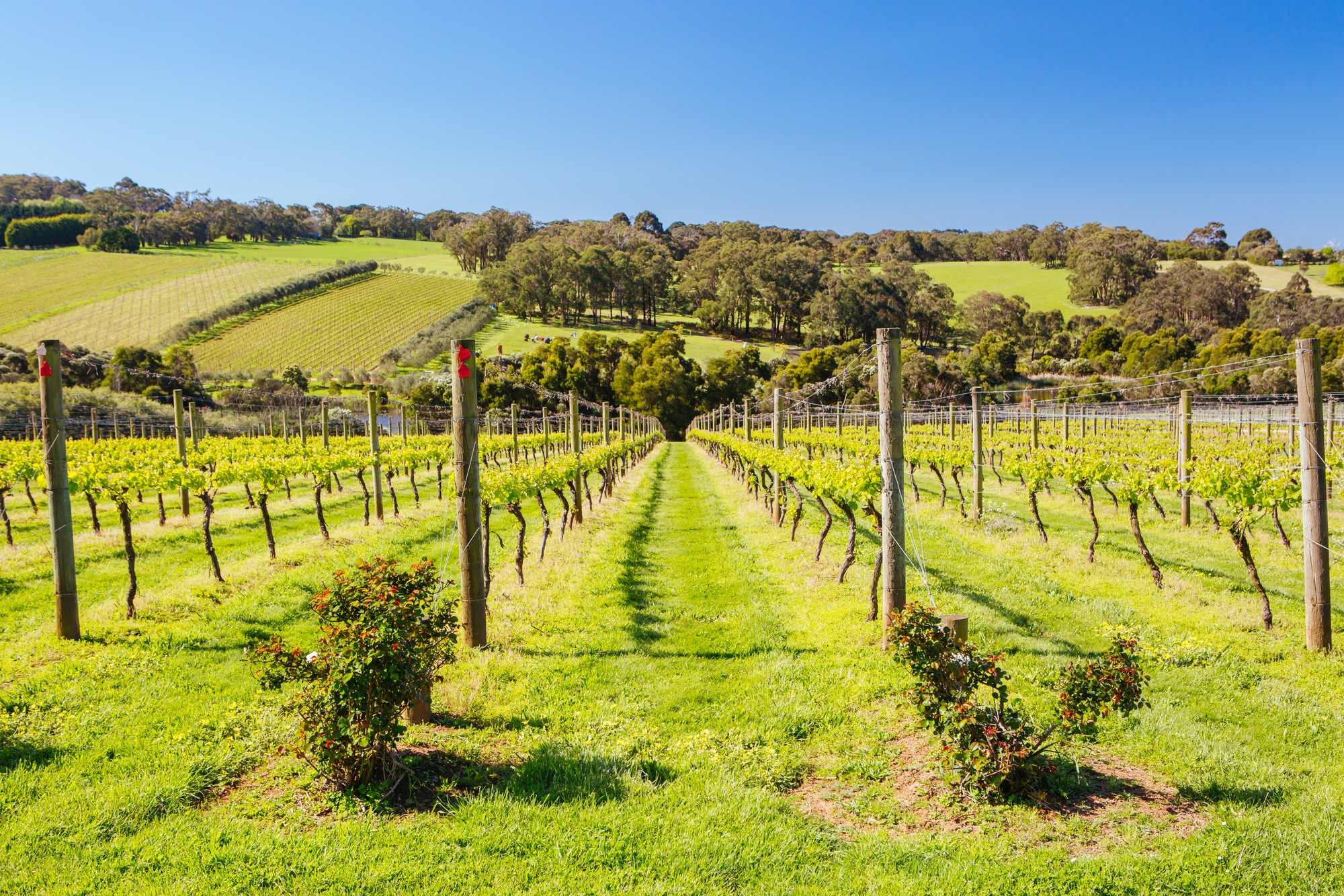 Australian Wine Taster Tour 3